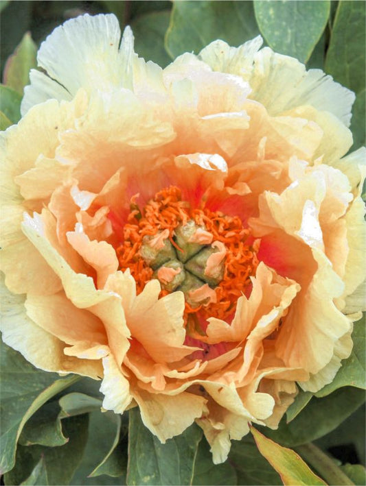 Pfingstrose Paeonia orange victory