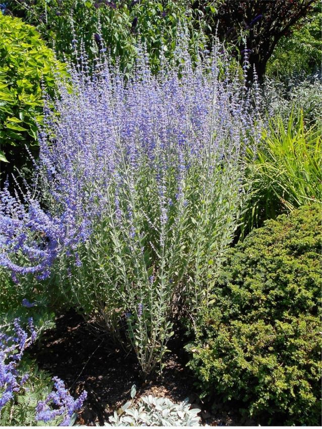 Perovskia 'Atriplicifolia Blue Spire' - Blauraute