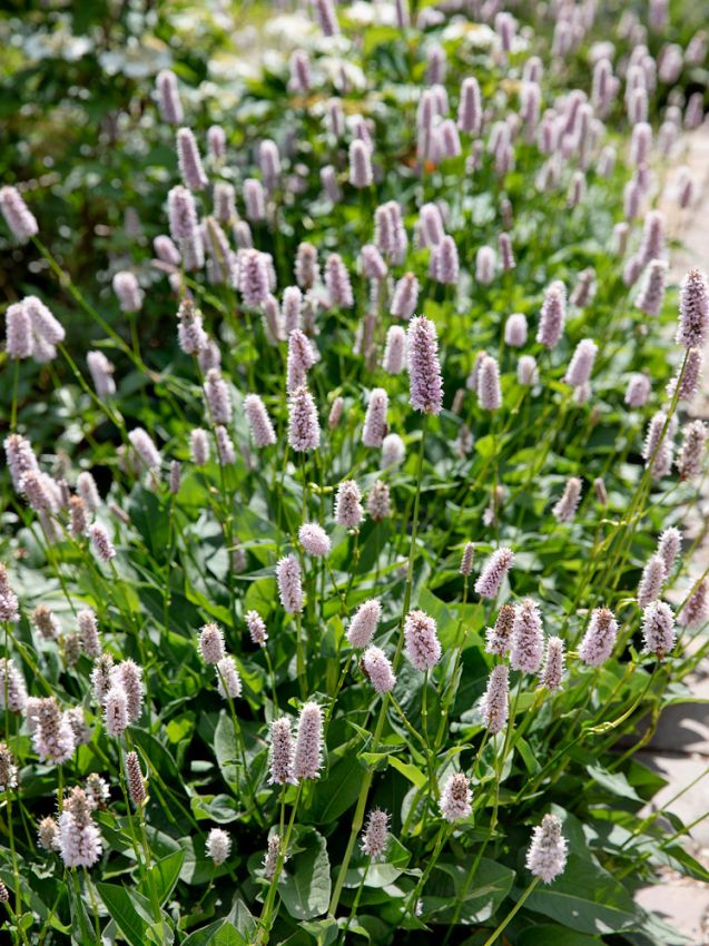 Stauden Persicaria bistorta superba
