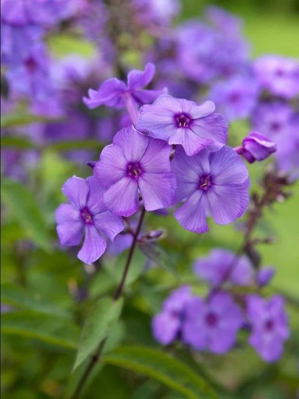Flammenblume Phlox blue paradise