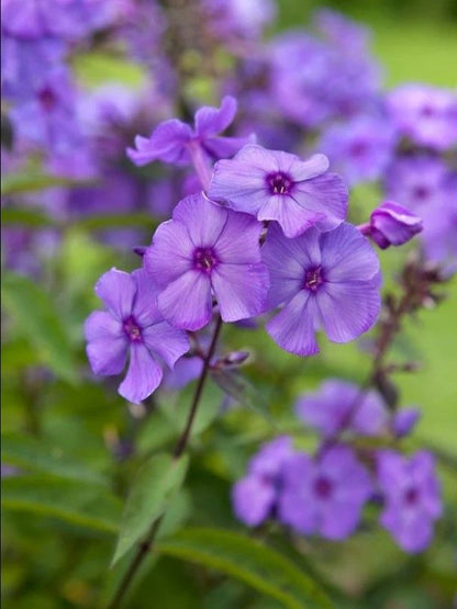 Flammenblume Phlox blue paradise
