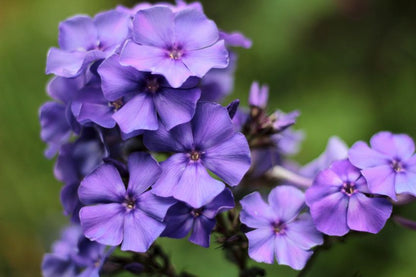 Phlox 'Blue Paradise' - Flammenblume