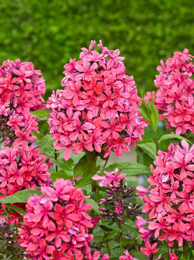 Flammenblume Phlox starfire
