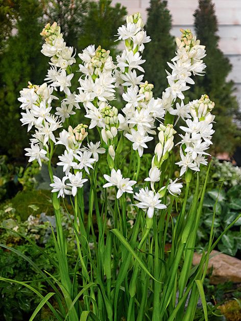 Polianthes Polianthes the pearl