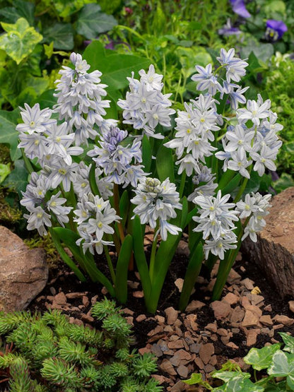 Puschkinia Scilloides 'Var. Libanotica' - Kegelblume