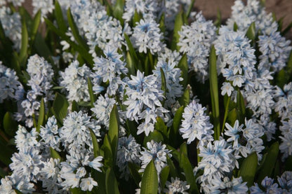 Puschkinia Scilloides 'Var. Libanotica' - Kegelblume