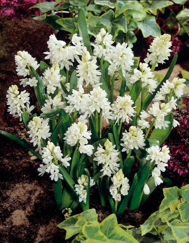 Kegelblume Puschkinia scilloides var. libanotica alba