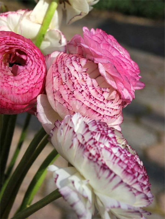 Ranunkel Ranunculus elegance bianco striato
