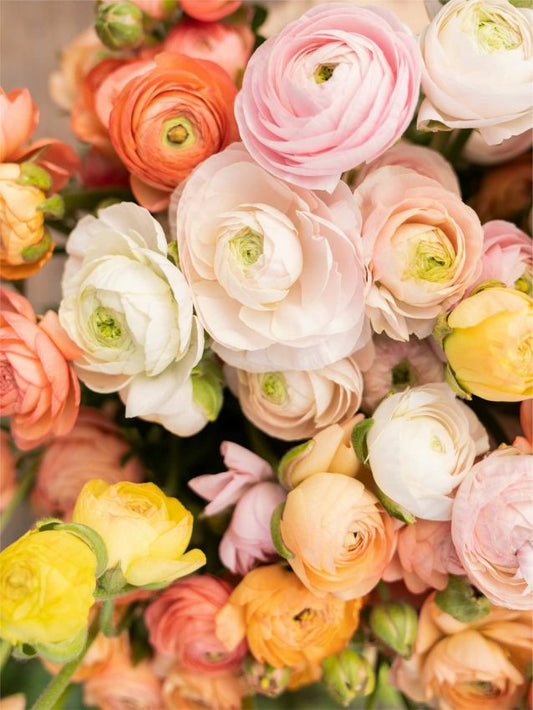 Ranunkel Ranunculus elegance pastello mix
