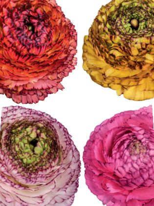 Ranunkel Ranunculus eleg. pastello striato mix