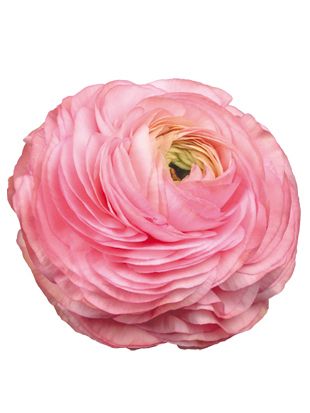 Ranunkel Ranunculus elegance rosa chiaro