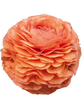 Ranunkel Ranunculus elegance salmone