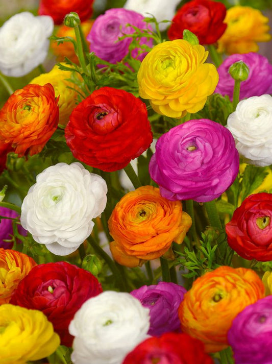 Ranunkel Ranunculus mischung
