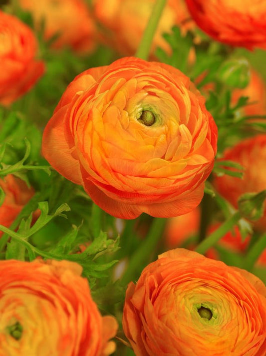 Ranunkel Ranunculus orange