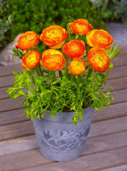 Ranunkel 'Ranunculus Orange' - 100 Stück