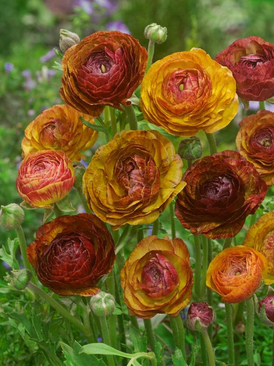 Ranunkel Ranunculus picotee café