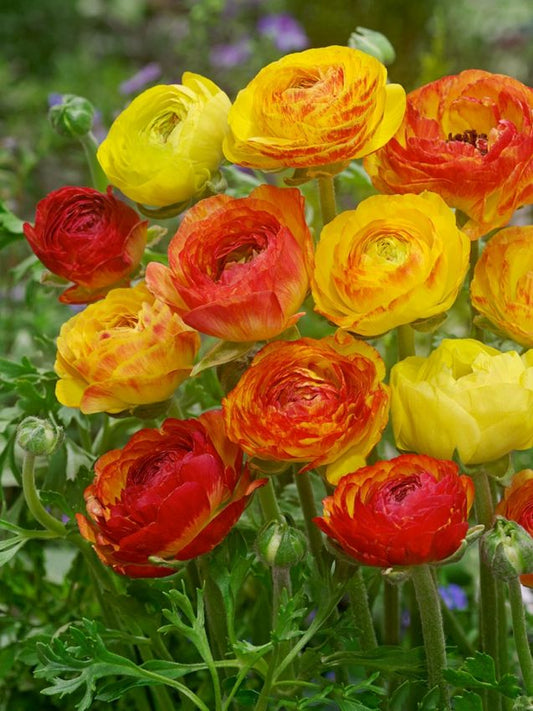 Ranunkel Ranunculus picotee orange