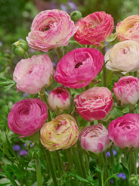 Ranunkel Ranunculus picotee rosa