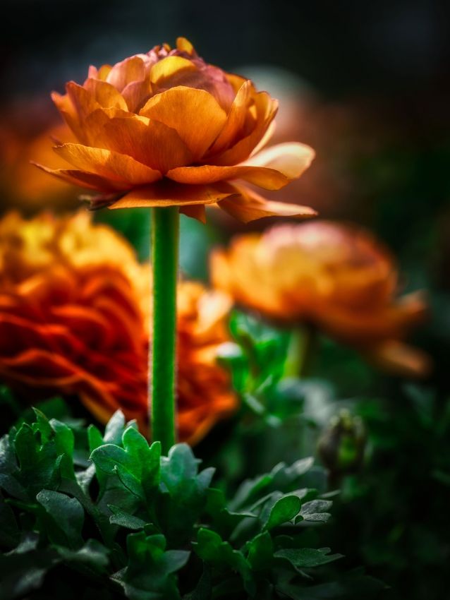 Ranunkel 'Ranunculus Picotee Café' - 20 Stück