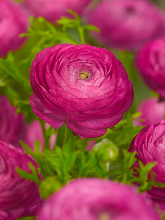 Ranunkel Ranunculus purple tomer for pot