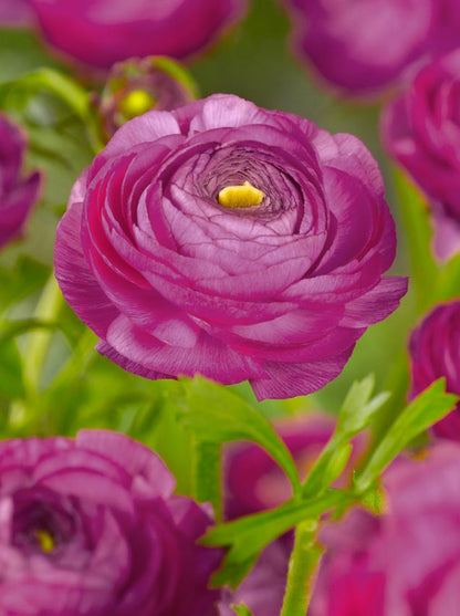 Ranunculus 'Ranunculus Lila' - Ranunkel