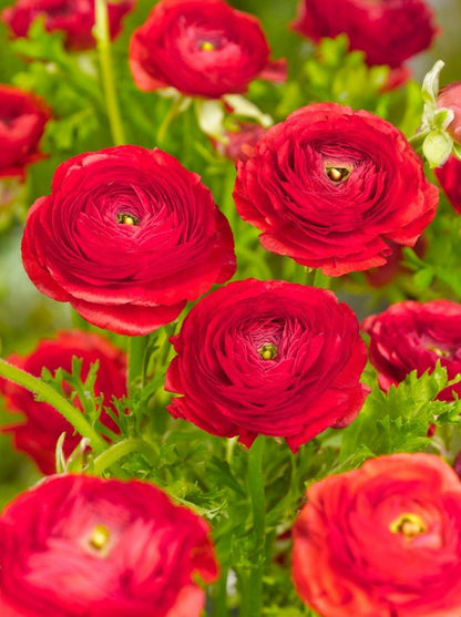 Ranunkel 'Ranunculus Red Tomer For Pot' - 100 Stück