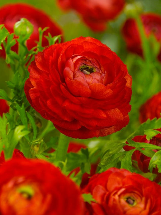 Ranunkel Ranunculus red