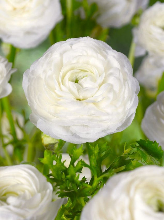 Ranunkel Ranunculus white
