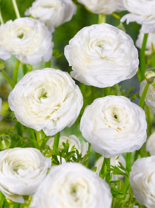 Ranunkel Ranunculus white tomer for pot