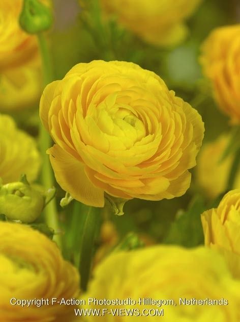 Ranunkel Ranunculus yellow tomer for pot