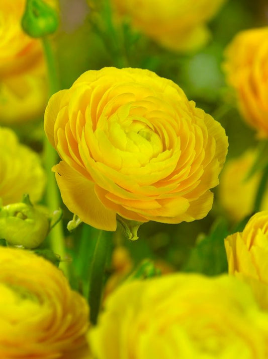 Ranunkel Ranunculus gelb