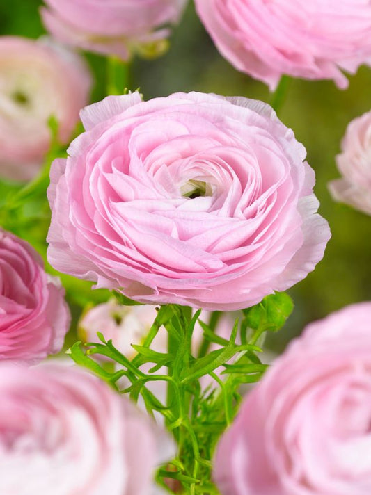 Ranunkel Ranunculus pink