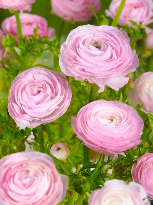 Ranunkel Ranunculus pink tomer for pot