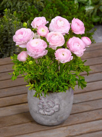 Ranunkel 'Ranunculus Pink' - 100 Stück
