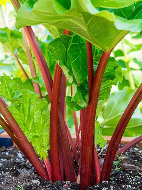 Obst und Gemüse Rheum holsteiner blut rhabarbarum