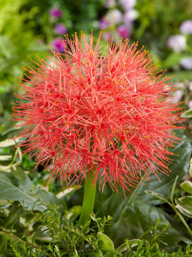 Blutblume Scadoxus multiflorus