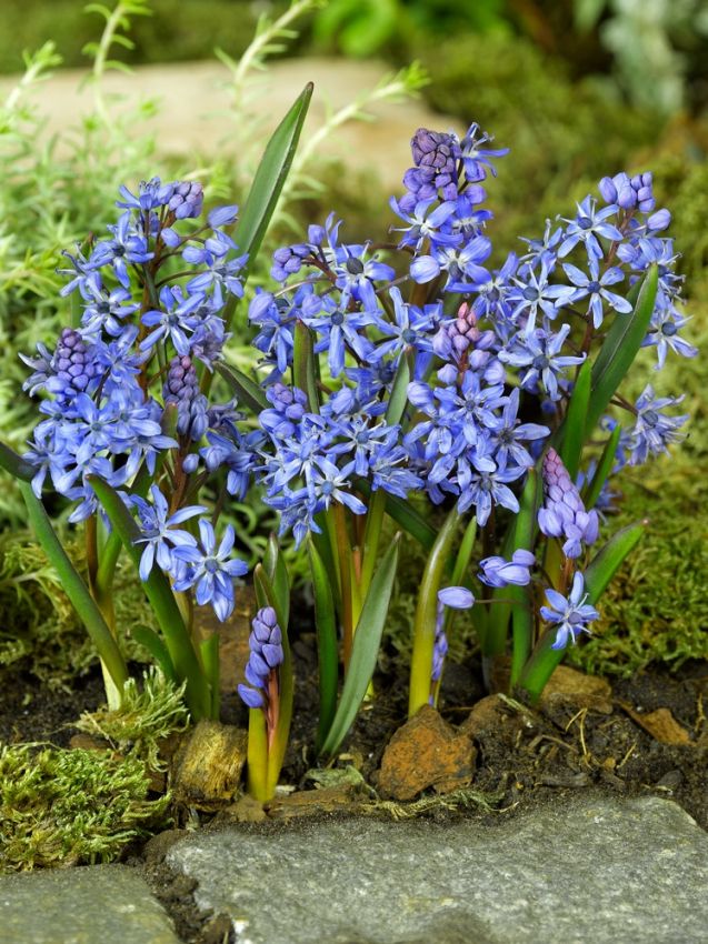 Blaustern Scilla bifolia blue