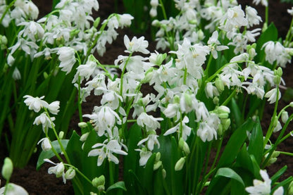Scilla 'Scilla Siberica' - Blauster