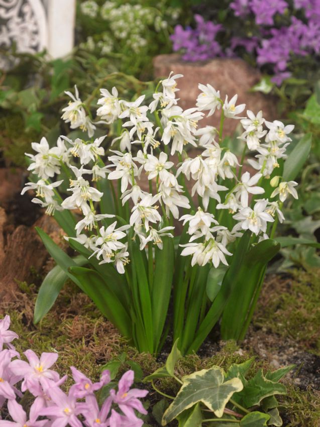 Blaustern Scilla siberica alba