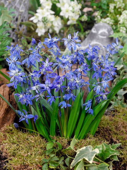 Blaustern Scilla siberica