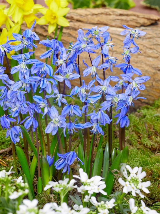Blaustern Scilla spring beauty