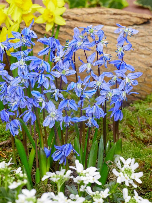 Blaustern Scilla spring beauty