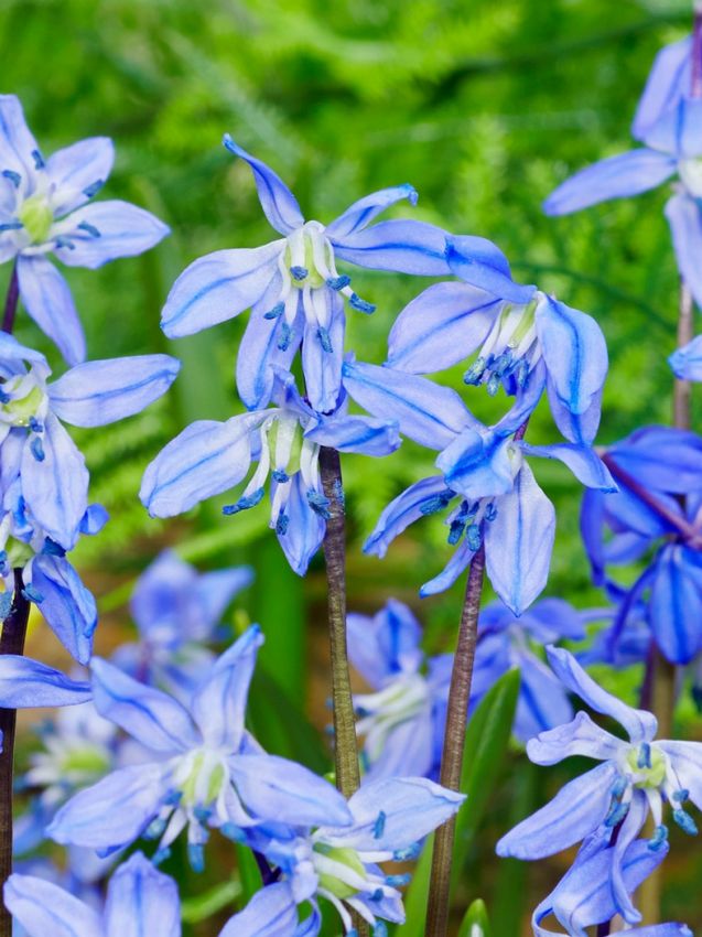 Blaustern 'Spring Beauty' - 25 Stück