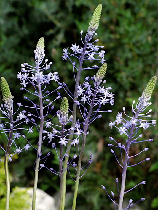 Blaustern Scilla blue arrow