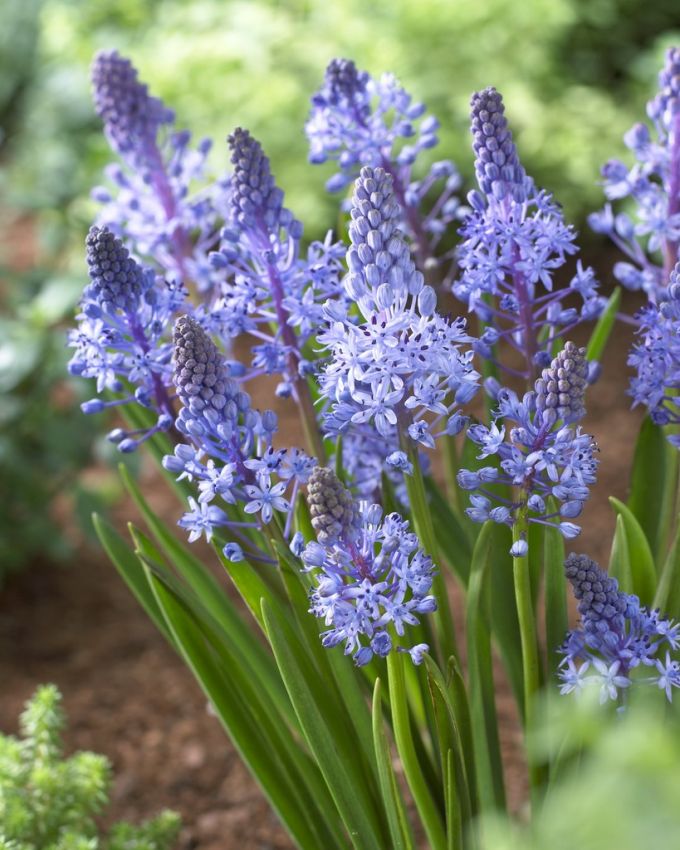 Blaustern Scilla litardierei amethystina