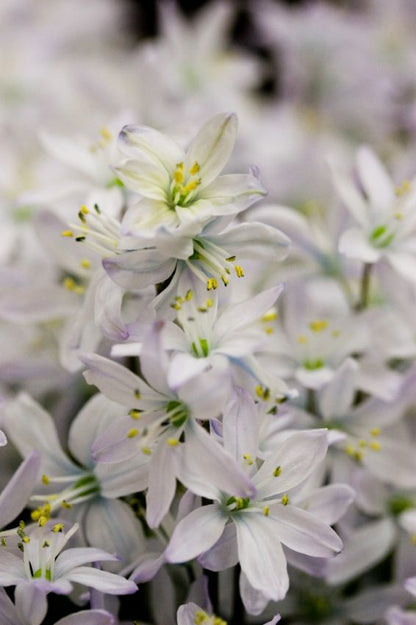 Scilla 'Scilla Mischtschenkoa' - Blauster