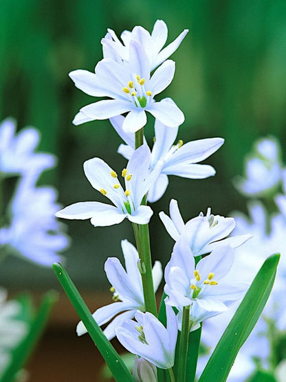 Scilla 'Scilla Mischtschenkoa' - Blauster
