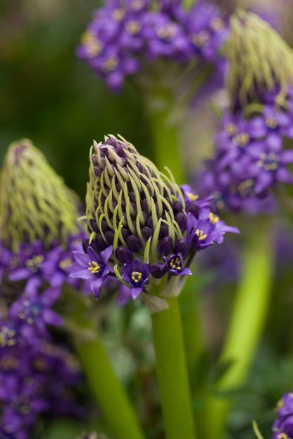 Scilla 'Scilla Peruviana' - Blauster