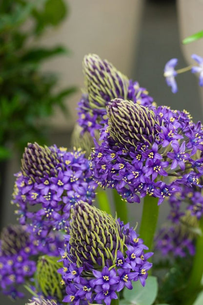 Scilla 'Scilla Peruviana' - Blauster