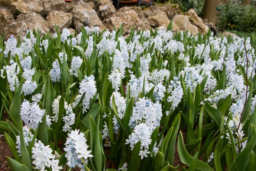 Scilla 'Scilla Siberica Alba' - Blauster